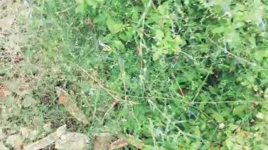 Kuşkonmaz setaceus, genellikle kuşkonmaz eğreltiotu olarak bilinir, küçük, yuvarlak, siyah böğürtlenlerle görsel olarak çekici ama insanlar için zehirlidir.