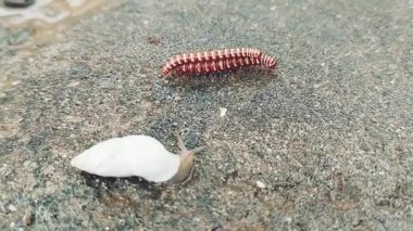 Konik kabuklu küçük bir salyangoz, yumuşak gövdesi ve dokunaçları, muhtemelen çiftleşen iki Polydesmida kırkayağının yanında, kırmızımsı kahverengi gövdeli ve sarımsı bant izleriyle