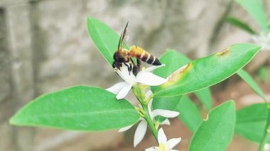 Beyaz bir limon bitkisinden nektar toplayan, siyah ve sarımsı turuncu çizgili karnı ve şeffaf kanatları olan tüylü bir bal arısı.