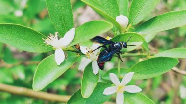 Yakından bakınca, parlak siyah bir vücudu olan Scoliid eşekarısı, göğüs ve karın arasında belirgin bir kesit ve beyaz bir limon bitkisinin üzerine tünemiş kırmızı-turuncu işaretler görülüyor.
