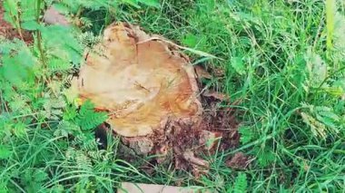 Ağacın yaşını ve doğal güzelliğini vurgulayan belirgin büyüme halkaları ve dokulu desenleri olan kesitli bir ağaç gövdesinin yakın görüntüsü