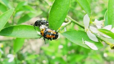 Hint çiçek tırmık böceğinin yakın görüntüsü, Gametis versicolor, Oxycetonia versicolor olarak da bilinir, parlak bir vücut ve canlı işaretlerle, genellikle Asya 'daki çiçeklerde bulunur.