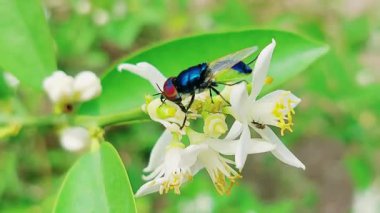 Beyaz bir limon bitkisine tünemiş, büyük kırmızı gözlü, metalik vücutlu ve yeşil göbekli sinek veya kas gevşeticilerin yakın görüntüsü