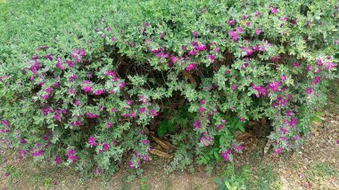 Teksas adaçayı bitkisinin güzel yakın plan görüntüsü, löcophyllum frutescens, canlı mor çiçekleri ve yemyeşil yaprakları sergileniyor..