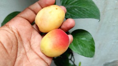 İki büyük kayısı, yuvarlak ve oval şekilli, sarımsı turuncu derili ve kırmızımsı bir kızarıklık, taze, olgun dokularını gösteriyor.