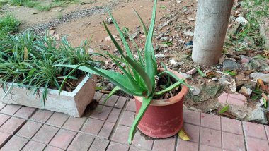 İki saksı bitkisi: solunda örümcek bitkisi olan dikdörtgen beton bir bitki ve sağında da sağlıklı bir aloe vera bitkisi bulunan bir terasotta saksısı..