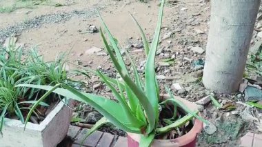 İki saksı bitkisi: solunda örümcek bitkisi olan dikdörtgen beton bir bitki ve sağında da sağlıklı bir aloe vera bitkisi bulunan bir terasotta saksısı..