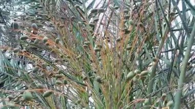 Olgunlaşmamış yeşil oval hurma kümeleri içeren uzun yeşil yapraklı hurma ağaçları, genellikle tropikal ve kurak bölgelerde görülür.