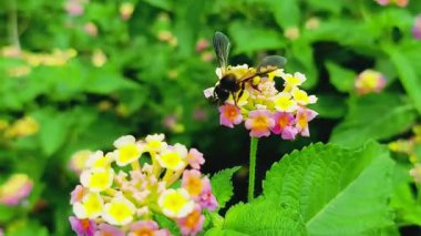 Lantana Camara bitkisinin canlı çiçeklerinden nektar toplayan büyük bir bal arısı hareket halindeki tozlaşmayı gösteriyor.