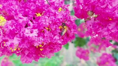 Güzel pembe çiçek kümeleri, canlı sarı erkek kediler ve Lagerstroemia indica poleniyle (crape myrtle), bal arısı tam çiçek açmış nektar toplar..