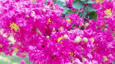 Güzel pembe çiçek kümeleri, canlı sarı erkek kediler ve Lagerstroemia indica poleniyle (crape myrtle), bal arısı tam çiçek açmış nektar toplar..