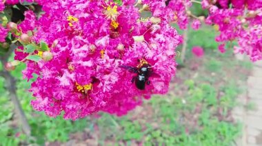 Sarı mantarlı ve lagerstroemia indica (crape myrtle) polenli güzel pembe çiçek kümeleri, büyük siyah bir yaban arısı nektarı toplar..