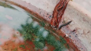 Çok bacaklı bir kırkayağın ya da kırkayağın terasotta su kabında emeklemesinin yakın görüntüsü, parçalanmış gövdesini ve doğal yaşam alanı etkileşimini vurguluyor..