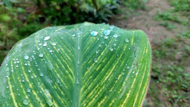 Taze yağmur damlaları çeşitli yeşil bitki yapraklarında parlayarak, canlı dokularını ve yağmurdan sonra tazeliklerini vurgular..