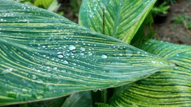 Taze yağmur damlaları çeşitli yeşil bitki yapraklarında parlayarak, canlı dokularını ve yağmurdan sonra tazeliklerini vurgular..