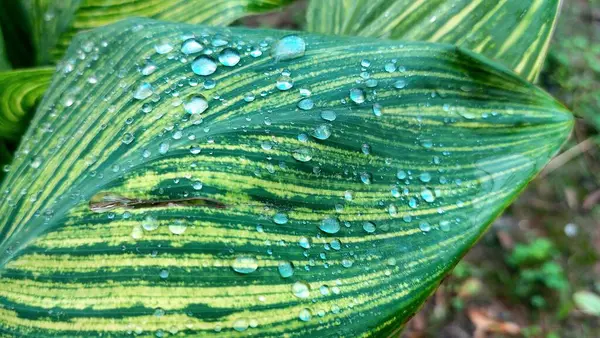 Taze yağmur damlaları çeşitli yeşil bitki yapraklarında parlayarak, canlı dokularını ve yağmurdan sonra tazeliklerini vurgular..