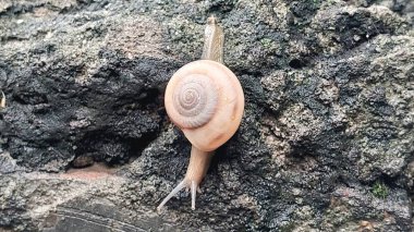 Yağmurdan sonra ıslak bir yüzey boyunca yavaşça hareket eden çoklu salyangozların yakın görüntüsü, parlak kabuklar, sümüksü izler ve nemli doğal dokular sergiliyor..