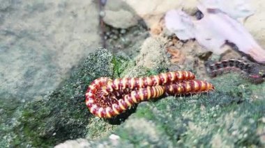 Parçalı vücutlu ve çoklu bacaklı üç Polydesmida kırkayağı olası bir çiftleşme etkileşiminde görülürken, ikincisi birbirine kenetlenmiş, üçüncüsü ise tırmanıyor veya onlara katılıyor gibi görünüyor.