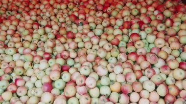 Taze toplanmış büyük bir yığın elma, özellikle yeşil ve kırmızı, satılık bir kamyonun içinde duruyor, çeşitli çeşitleri ve olgunluk seviyelerini gösteriyor.