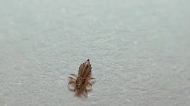 Bir bitin makro görüntüsü makro mercek kullanılarak, saç ve deriyle beslenen, insan ve hayvanların kanıyla beslenen bu asalak böceğin detaylı özelliklerini gösteriyor.