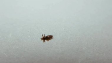 Bir bitin makro görüntüsü makro mercek kullanılarak, saç ve deriyle beslenen, insan ve hayvanların kanıyla beslenen bu asalak böceğin detaylı özelliklerini gösteriyor.