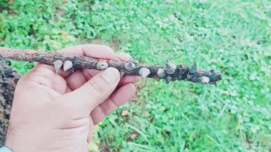 Kapok Ağacı olarak da bilinen İpek Ağacı 'ndan (Ceiba speciosa) kuru bir dalın yakın görüntüsü, kendine özgü keskin dikenlerini sergiliyor