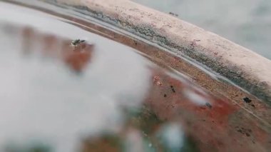 Küçük bir böceğin yakın görüntüsü, muhtemelen bir sinek ya da sivrisinek, su yüzeyinde süzülüyor ve kayarak ilerliyor..