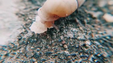 Bir Karınca Yaklaştığında Bir Göz Anteni Saklayarak Eşsiz Bir Tepki Verirken Salyangoz Yeme Ekmeğinin Yakından Görünüşü