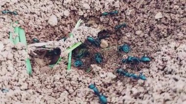 Doğal Yaşam Alanında Giriş Deliği ve Siyah Karıncalarla Aktif Anthill 'in Yakın Görüntüsü