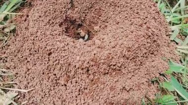Doğal Yaşam Alanında Giriş Deliği ve Siyah Karıncalarla Aktif Anthill 'in Yakın Görüntüsü