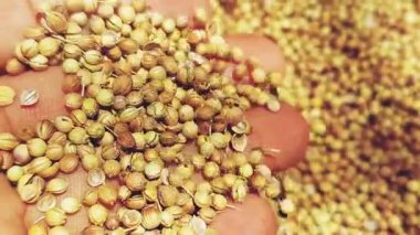 Kurutulmuş Kişniş Tohumlarının Mutfak ve Botanik Kullanım Yüzeyine Yakın Çekimi