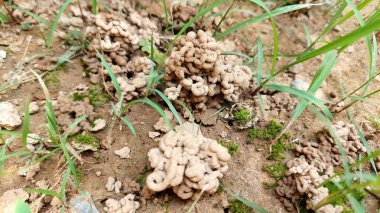 Toprak Toprak Toprakları ve Çimen Toprakları Doğal Zemin Yüzeyinde Düzensiz Yersolucanı Döküm Tümseği