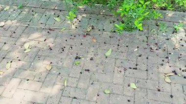 Olgun ve Olgunlaşmamış Jamun veya Java Erik Meyveleri Jamun Ağacı Altındaki Tuğla Yüzeye Dağılmış