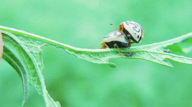 Çiftleşme Partenyum Böceklerinin Yeşil Çim Yaprağı Doğal Ayarında Yakından Görünümü