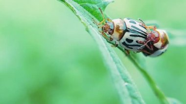 Çiftleşme Partenyum Böceklerinin Yeşil Çim Yaprağı Doğal Ayarında Yakından Görünümü