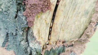 Kuru Ağaç Gövdesinde Termit Etkinliği Yakından Bakış Açılmış Çamur ve Kumlu Toprak Yapısı