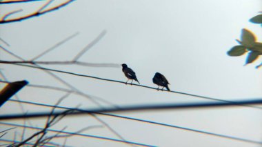 Siluetli Köy Kuşları Telephoto Mercekleriyle Doğal Arkaplanda Yakalandı