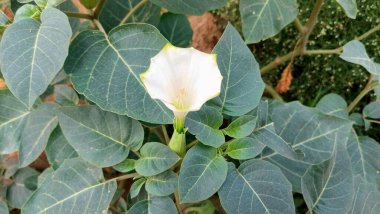 Gri-Yeşil Yapraklı Beyaz Trompet Şeklindeki Datura Çiçeği Doğal Doğal Doğal Yaşam Alanında