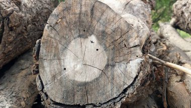 Ağaç Ağacı Kütüğü Doğal Ağaç Halkaları ile Dairesel Tahıl ve Ağaç Kabuğu Dokusunu Gösteriyor