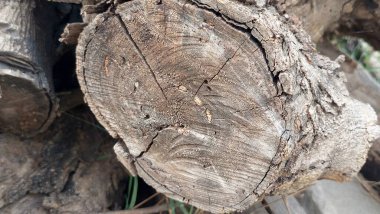 Ağaç Ağacı Kütüğü Doğal Ağaç Halkaları ile Dairesel Tahıl ve Ağaç Kabuğu Dokusunu Gösteriyor