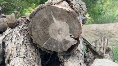 Ağaç Ağacı Kütüğü Doğal Ağaç Halkaları ile Dairesel Tahıl ve Ağaç Kabuğu Dokusunu Gösteriyor