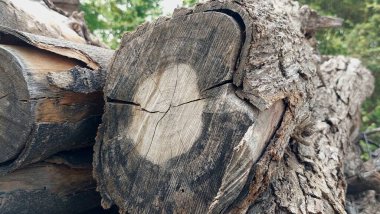 Ağaç Ağacı Kütüğü Doğal Ağaç Halkaları ile Dairesel Tahıl ve Ağaç Kabuğu Dokusunu Gösteriyor