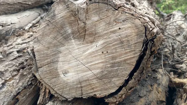 Ağaç Ağacı Kütüğü Doğal Ağaç Halkaları ile Dairesel Tahıl ve Ağaç Kabuğu Dokusunu Gösteriyor