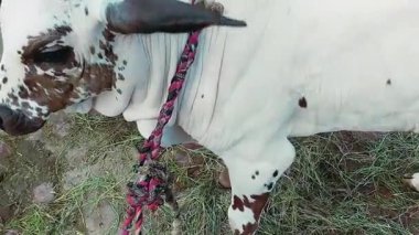 Kırsal bir çiftlikte boynunda renkli örgülü bir iple genç beyaz benekli bir buzağının detaylı görüntüsü.