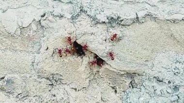 Kırık ışık duvarının içinde yuvanın girişine akın eden kırmızı ve sarı eşekarılarının detaylı görüntüsü.