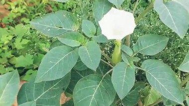 Toksik Veritabanı Tesisi 'nin Kapalı Görüntüsü Beyaz Trompet Şeklinde Çiçek Açan Açık Hava Ayarları