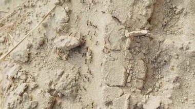 Doğal ortamdaki kumlu toprak yolda yürüyen tek bir karınca izinin zemin düzey yakın görüntüsü