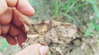 Kesik Kütükler ve Dallar Yığını Doğal Ayarlardaki Odun Odunu veya Kereste Deposu