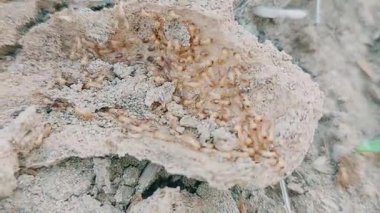 Kırık höyüklerde karıncalarla etkileşime giren işçi ve asker sınıfına sahip termitler kolonisi