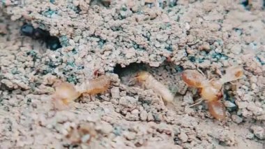 Asker termit kavrayışından sonra siyah ve kırmızımsı kahverengi karıncalar termit avlıyor.